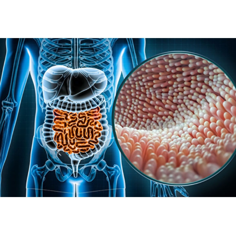 Ricerca cinese NMN ottimizza la flora intestinale in vivo per raggiungere l\'omeostasi intestinale